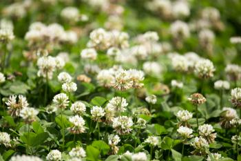 White flowers on a clover in a park in nature