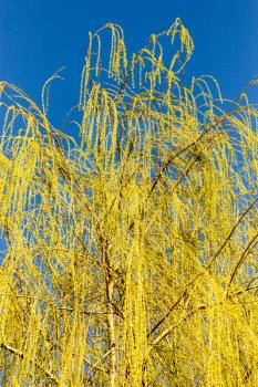 yellow flowers on willow branches in nature .