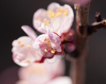 beautiful flowers on apricot branches in nature .