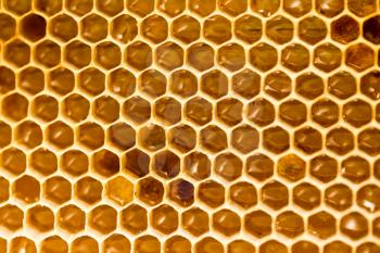 honey comb with honey as a background .