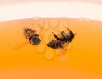 the bee is floating in orange honey. macro
