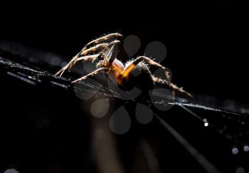 The spider sits on a web on the hunt .