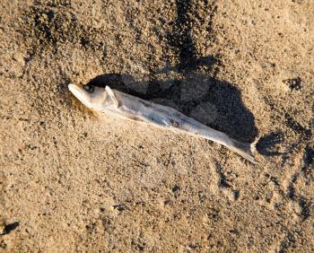 Dead fish on the sand in the desert .