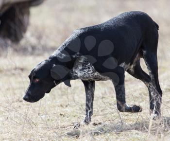 Black dog running on nature