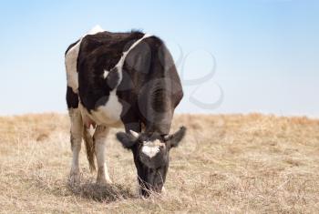 Cow on the pasture in the field