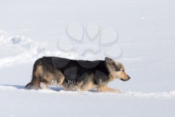 Dog in the snow in the winter