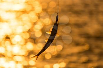 a fish on a lure at sunset .