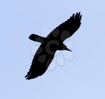 black crow on blue sky in flight .