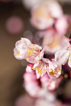 beautiful flowers on apricot branches in nature .