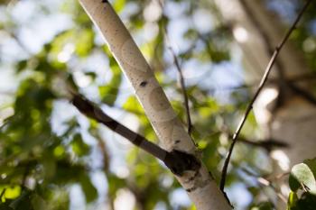 branches of birch with white bark in nature .