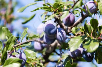 blue plum on tree branches in nature .