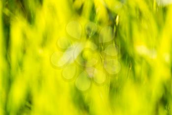 bokeh of green grass on nature as background .