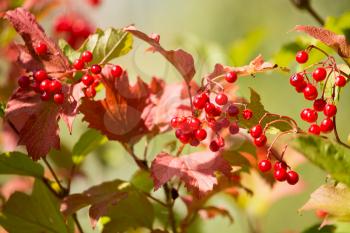red viburnum berries on a tree branch .
