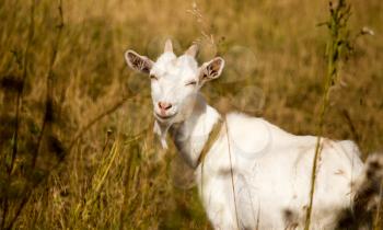 a portrait of a goat in the pasture .