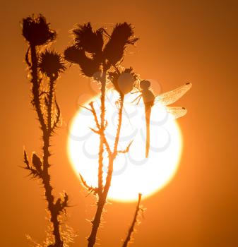 dragonfly on the golden sunset in nature .