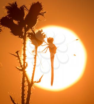 dragonfly on the golden sunset in nature .