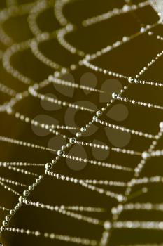 drops of dew on a spider web as a background .