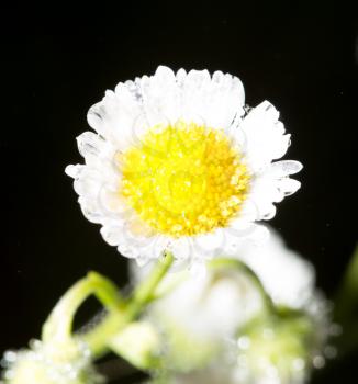 white chamomile flower in drops of dew .