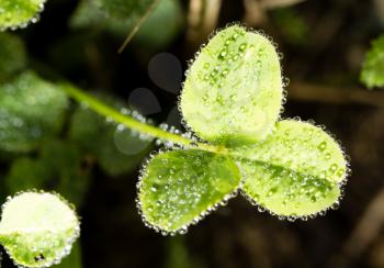 green clover leaves in drops of dew .