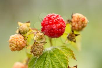 ripe red raspberries in the garden in the nature .