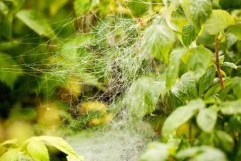 Spider web on green leaves in the garden.
