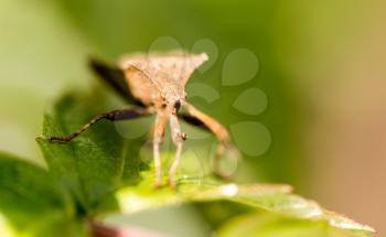 bug bug on a green leaf in nature .