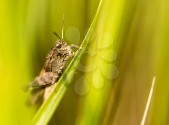 Grasshopper in green grass on nature. macro