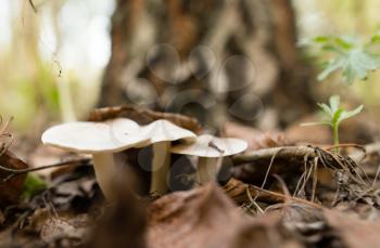 inedible mushroom in the woods in nature .