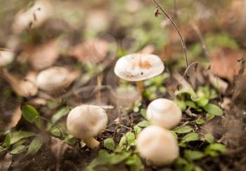 inedible mushroom in the woods in nature .
