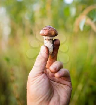 fresh edible mushroom in hand in the forest .