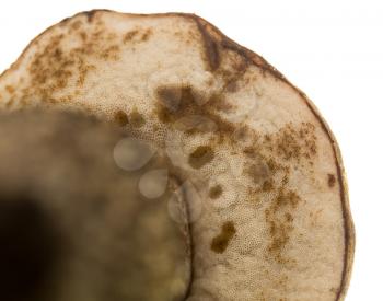 fresh edible mushroom on a white background .