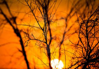 Silhouette of tree branches at the golden sunset .