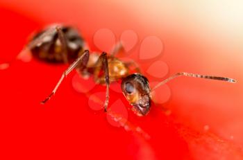 An ant on a red watermelon. macro
