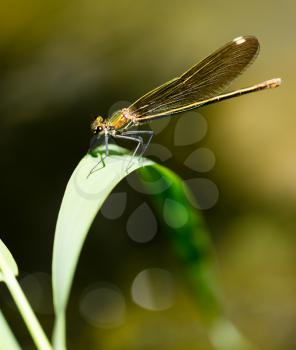dragonfly in the park in nature. macro