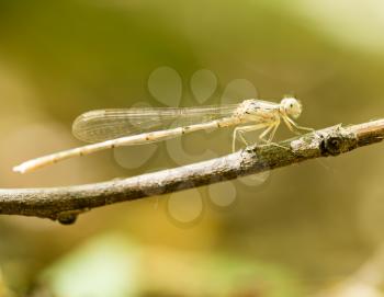 dragonfly in the park in nature. macro