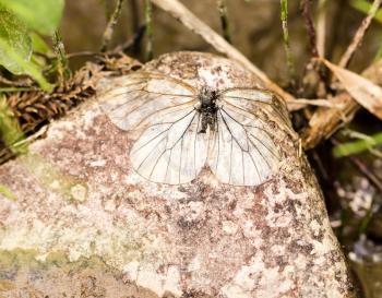 butterfly lies on a rock in the nature .