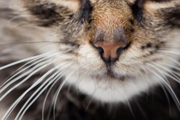 a nose of a fluffy tabby cat .