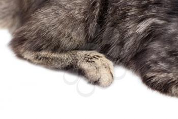 paws of a cat on a white background .
