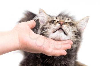 hand caressing a cat on a white background .