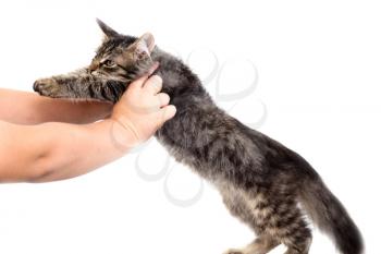 hand caressing a cat on a white background .