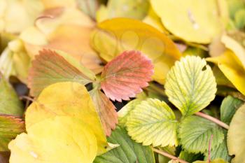 background of strawberry leaf fall. macro