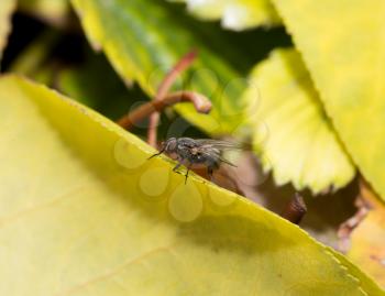 fly on a leaf in the fall. macro