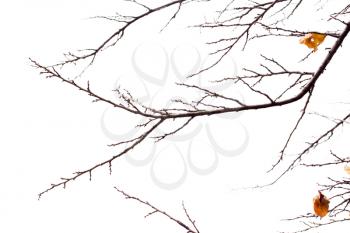 bare branches of a tree in nature