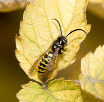 wasp on a yellow sheet. macro