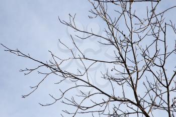 bare branches of a tree against the morning sky