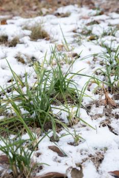 chives in snow on nature...
