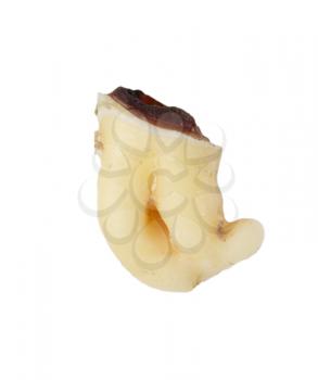 tooth on a white background