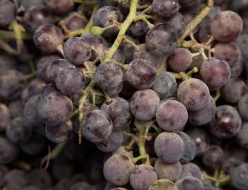 black grapes as background