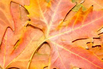 autumn leaves as background. macro