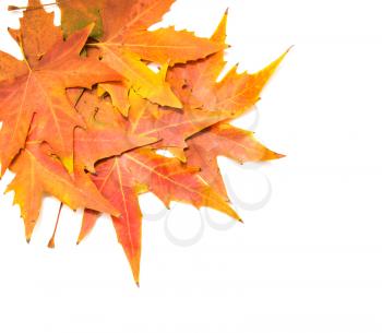 autumn leaves on a white background